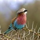 Thorn_Bird