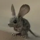 Desert Mouse